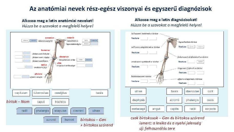 Az anatómiai nevek rész-egész viszonyai és egyszerű diagnózisok Alkossa meg a latin anatómiai neveket!