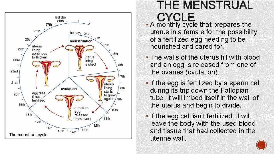 § A monthly cycle that prepares the uterus in a female for the possibility
