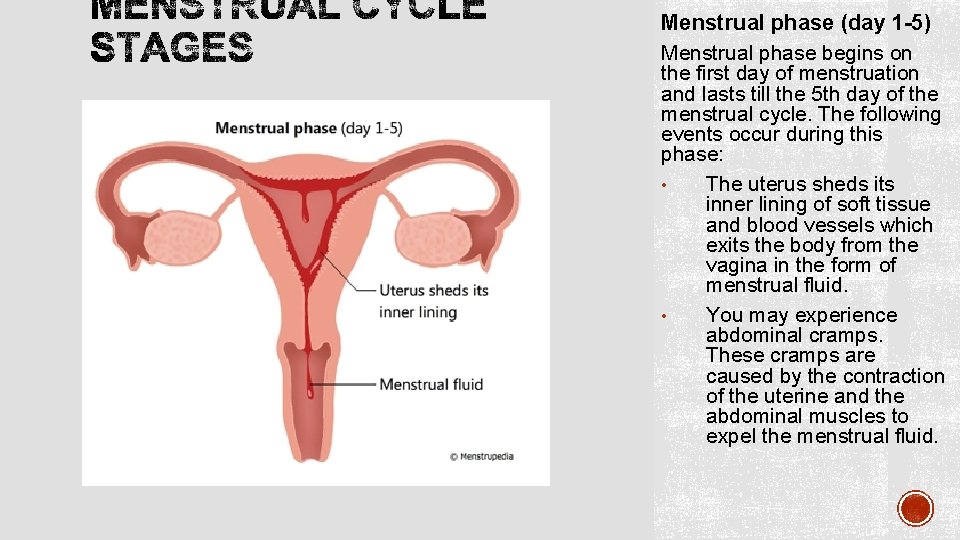Menstrual phase (day 1 -5) Menstrual phase begins on the first day of menstruation