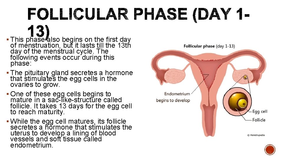 § This phase also begins on the first day of menstruation, but it lasts