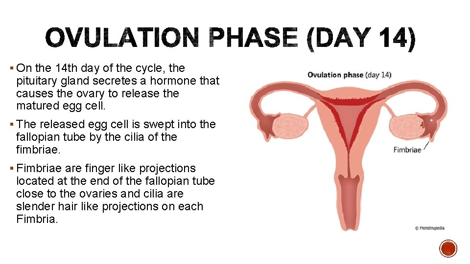 § On the 14 th day of the cycle, the pituitary gland secretes a