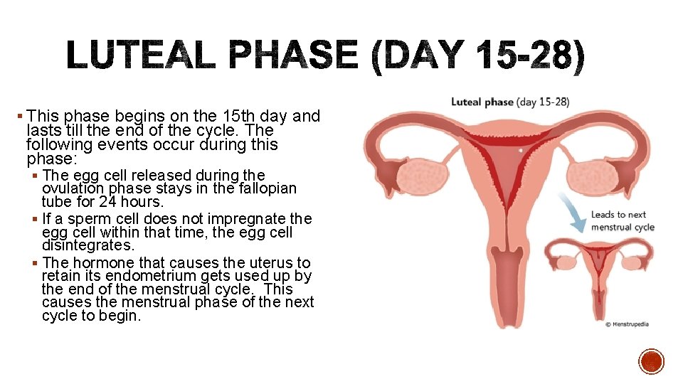 § This phase begins on the 15 th day and lasts till the end