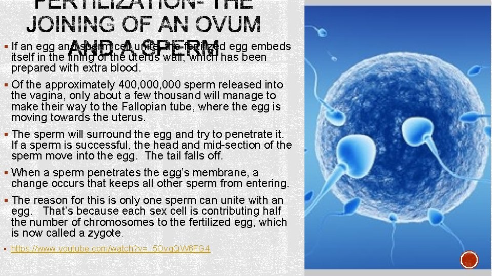 § If an egg and sperm cell unite, the fertilized egg embeds itself in
