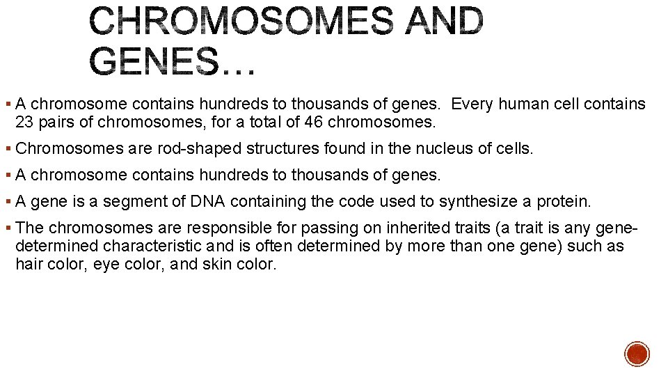 § A chromosome contains hundreds to thousands of genes. Every human cell contains 23