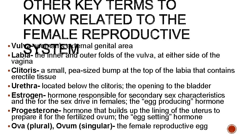 § Vulva- woman’s external genital area § Labia- the inner and outer folds of