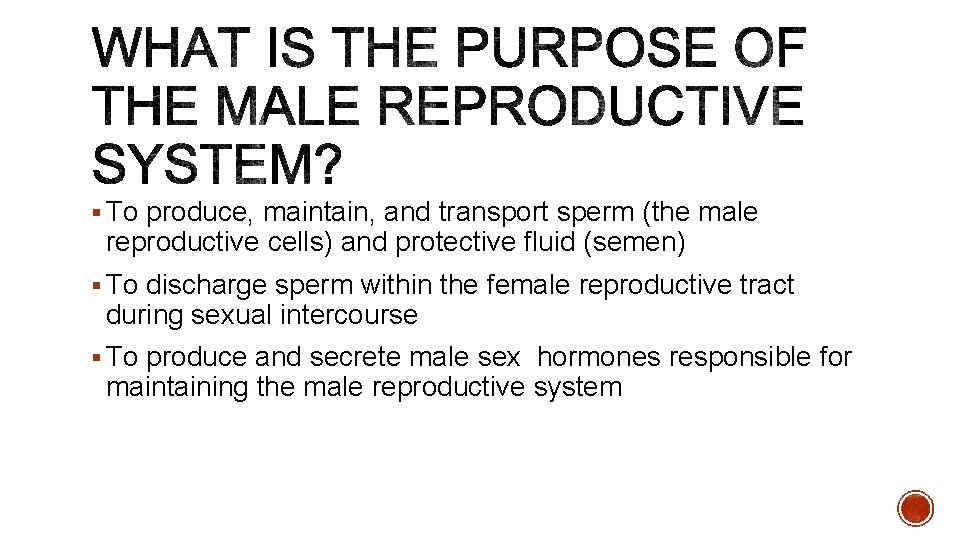 § To produce, maintain, and transport sperm (the male reproductive cells) and protective fluid