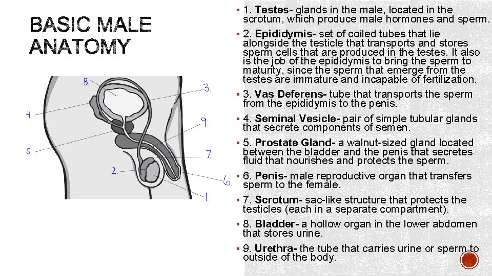 § 1. Testes- glands in the male, located in the scrotum, which produce male