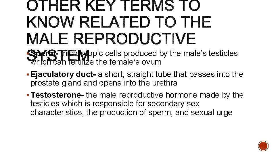 § Sperm- microscopic cells produced by the male’s testicles which can fertilize the female’s
