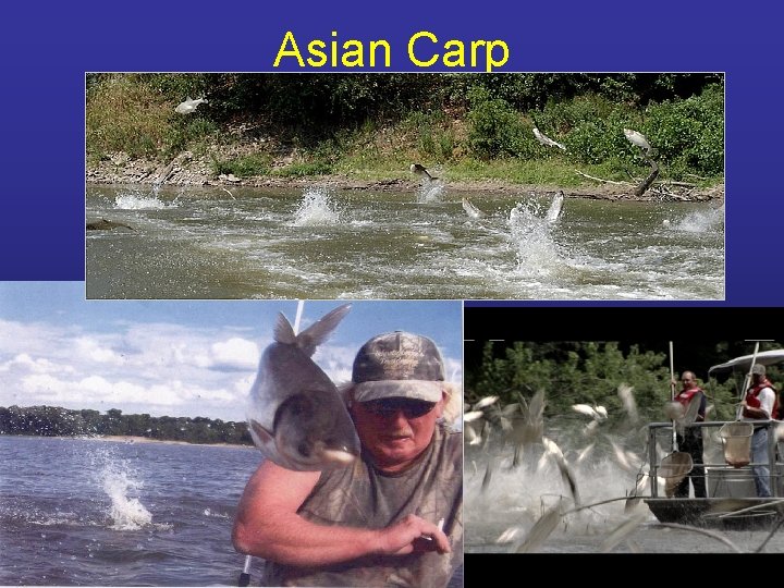 Asian Carp 