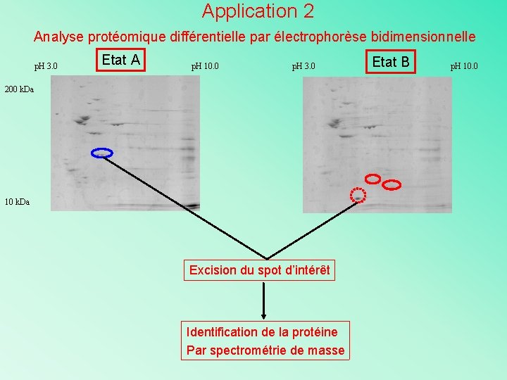 Application 2 Analyse protéomique différentielle par électrophorèse bidimensionnelle p. H 3. 0 Etat A