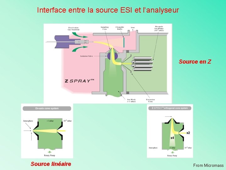 Interface entre la source ESI et l’analyseur Source en Z Source linéaire From Micromass
