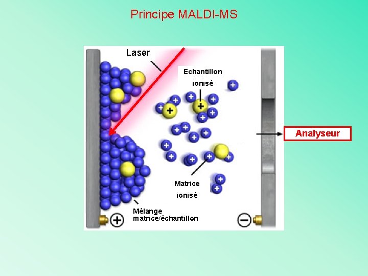 Principe MALDI-MS Laser Echantillon ionisé Analyseur Matrice ionisé Mélange matrice/échantillon 