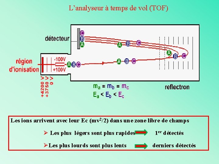 L’analyseur à temps de vol (TOF) Les ions arrivent avec leur Ec (mv 2/2)