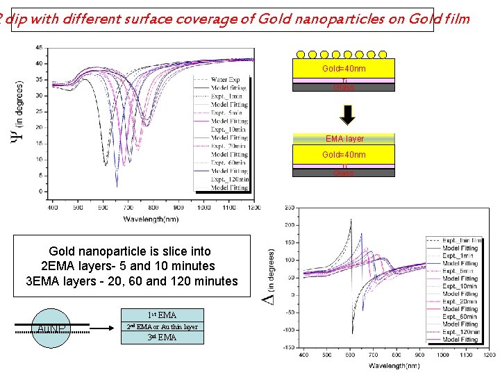 R dip with different surface coverage of Gold nanoparticles on Gold film Gold=40 nm