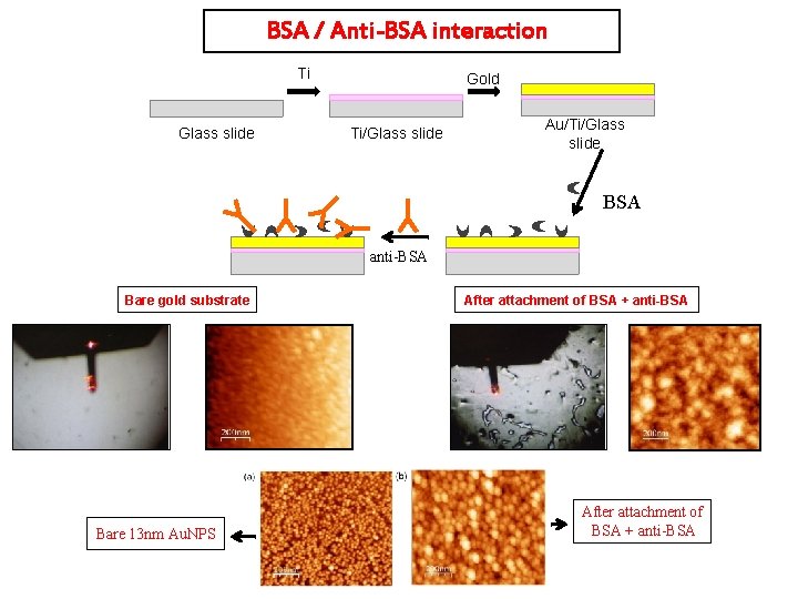 BSA / Anti-BSA interaction Ti Glass slide Gold Ti/Glass slide Au/Ti/Glass slide BSA anti-BSA
