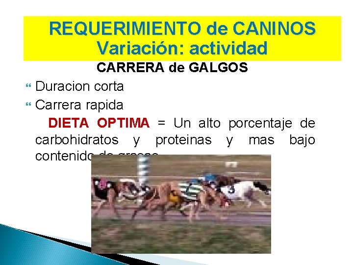 REQUERIMIENTO de CANINOS Variación: actividad CARRERA de GALGOS Duracion corta Carrera rapida DIETA OPTIMA