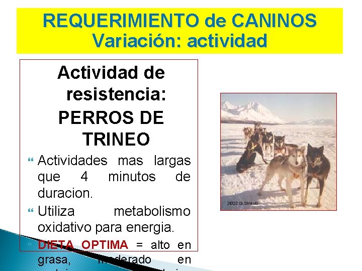 REQUERIMIENTO de CANINOS Variación: actividad Actividad de resistencia: PERROS DE TRINEO Actividades mas largas