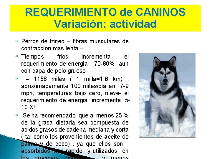 REQUERIMIENTO de CANINOS Variación: actividad Perros de trineo – fibras musculares de contraccion mas