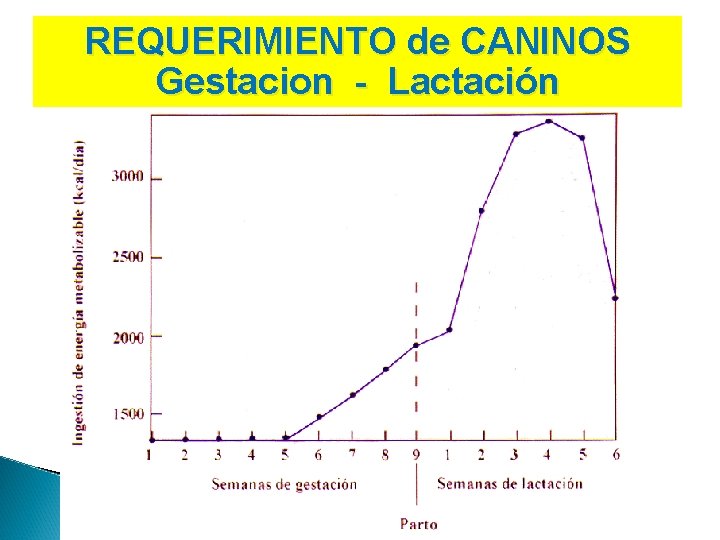 REQUERIMIENTO de CANINOS Gestacion - Lactación 