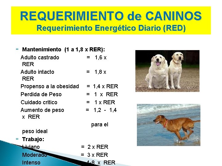 REQUERIMIENTO de CANINOS Requerimiento Energético Diario (RED) Mantenimiento (1 a 1, 8 x RER):
