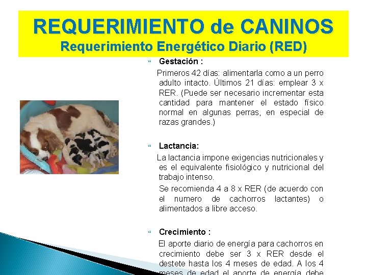 REQUERIMIENTO de CANINOS Requerimiento Energético Diario (RED) Gestación : Primeros 42 días: alimentarla como