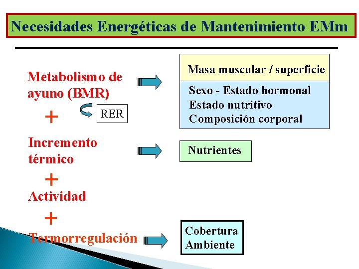 Necesidades Energéticas de Mantenimiento EMm Metabolismo de ayuno (BMR) RER Incremento térmico Masa muscular