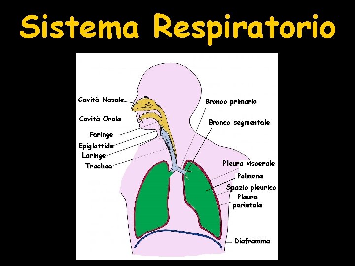 Sistema Respiratorio Cavità Nasale Cavità Orale Bronco primario Bronco segmentale Faringe Epiglottide Laringe Trachea