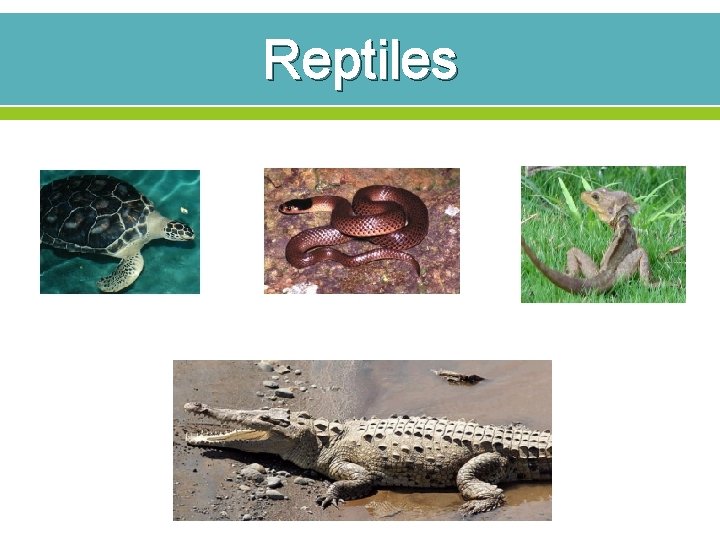 Reptiles 