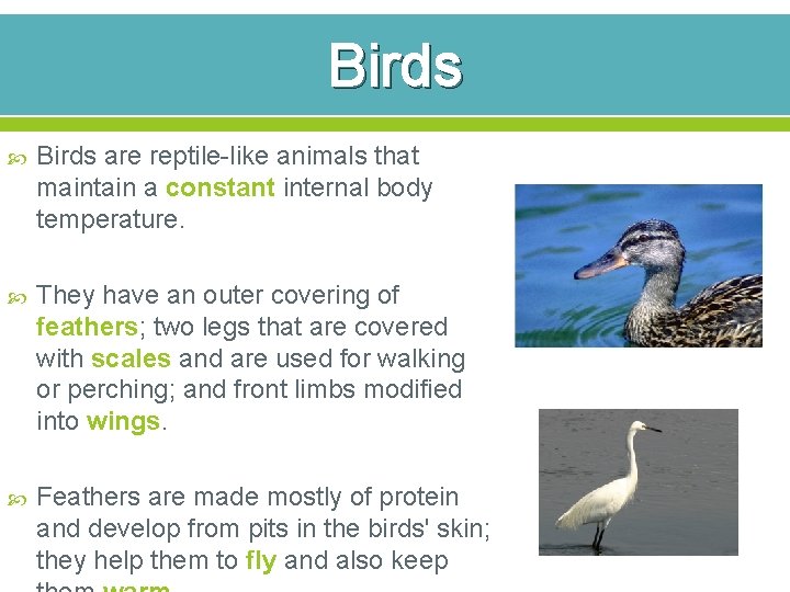 Birds are reptile-like animals that maintain a constant internal body temperature. They have an