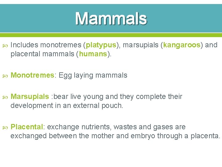 Mammals Includes monotremes (platypus), marsupials (kangaroos) and placental mammals (humans). Monotremes: Egg laying mammals