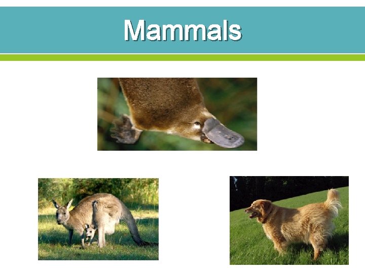 Mammals 