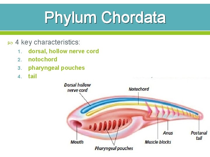 Phylum Chordata 4 key characteristics: 1. 2. 3. 4. dorsal, hollow nerve cord notochord