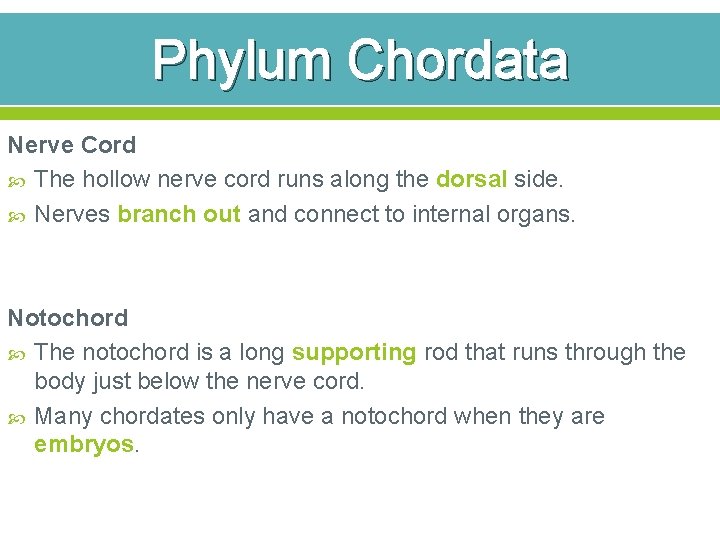 Phylum Chordata Nerve Cord The hollow nerve cord runs along the dorsal side. Nerves