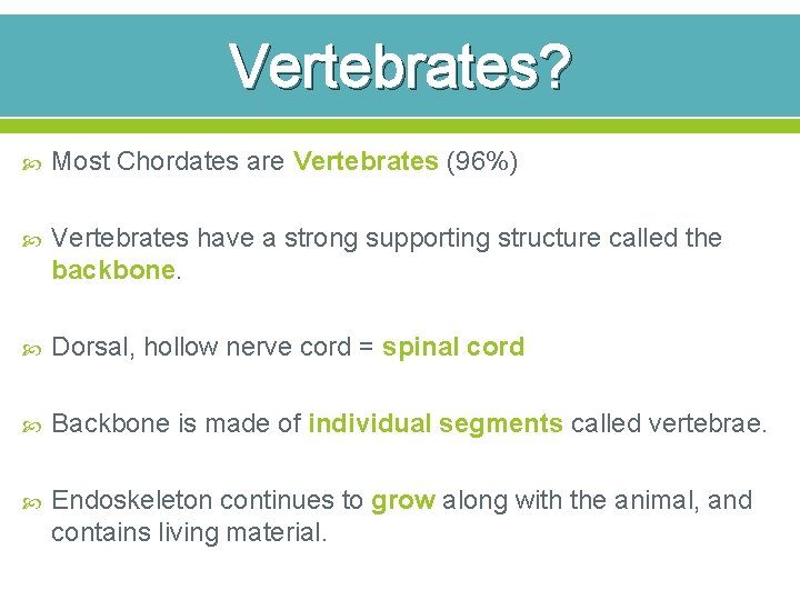 Vertebrates? Most Chordates are Vertebrates (96%) Vertebrates have a strong supporting structure called the