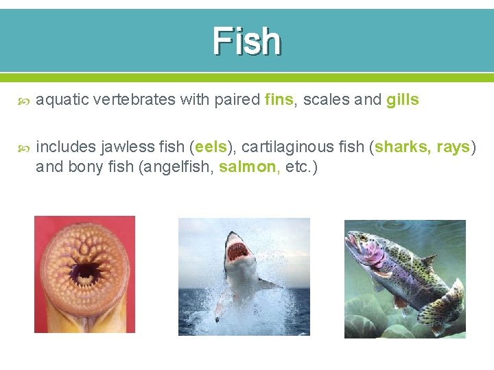 Fish aquatic vertebrates with paired fins, scales and gills includes jawless fish (eels), cartilaginous