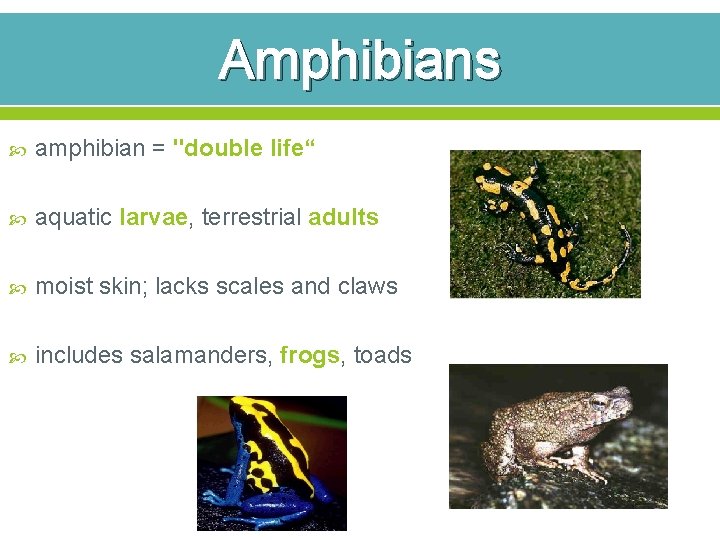 Amphibians amphibian = "double life“ aquatic larvae, terrestrial adults moist skin; lacks scales and