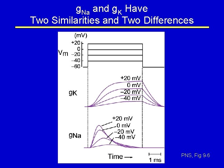 g. Na and g. K Have Two Similarities and Two Differences PNS, Fig 9