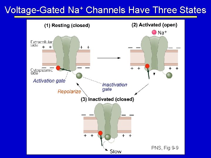 Voltage-Gated Na+ Channels Have Three States PNS, Fig 9 -9 