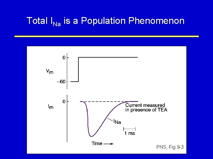 Total INa is a Population Phenomenon PNS, Fig 9 -3 