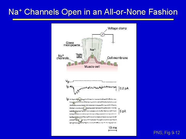 Na+ Channels Open in an All-or-None Fashion PNS, Fig 9 -12 