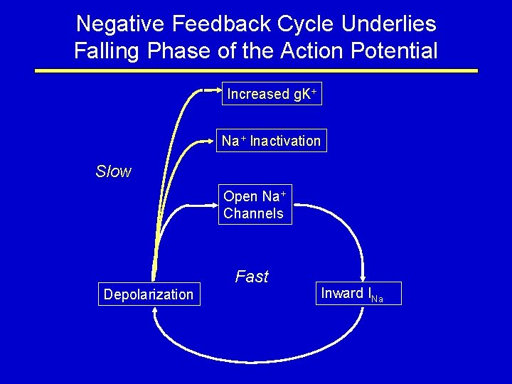 Negative Feedback Cycle Underlies Falling Phase of the Action Potential Increased g. K+ Na+