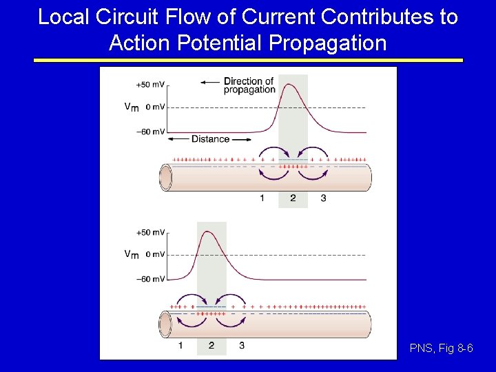 Local Circuit Flow of Current Contributes to Action Potential Propagation PNS, Fig 8 -6