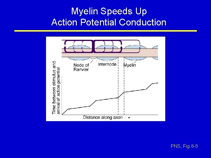 Myelin Speeds Up Action Potential Conduction PNS, Fig 8 -8 