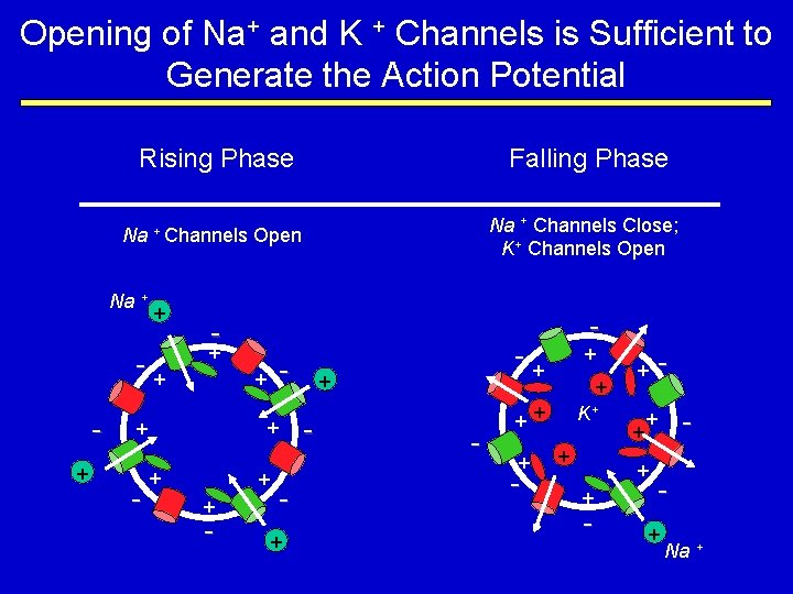 Opening of Na+ and K + Channels is Sufficient to Generate the Action Potential