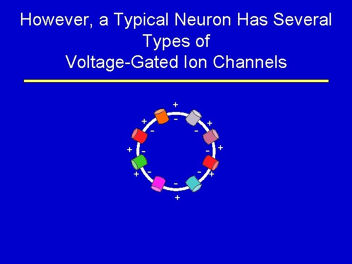 However, a Typical Neuron Has Several Types of Voltage-Gated Ion Channels + + -