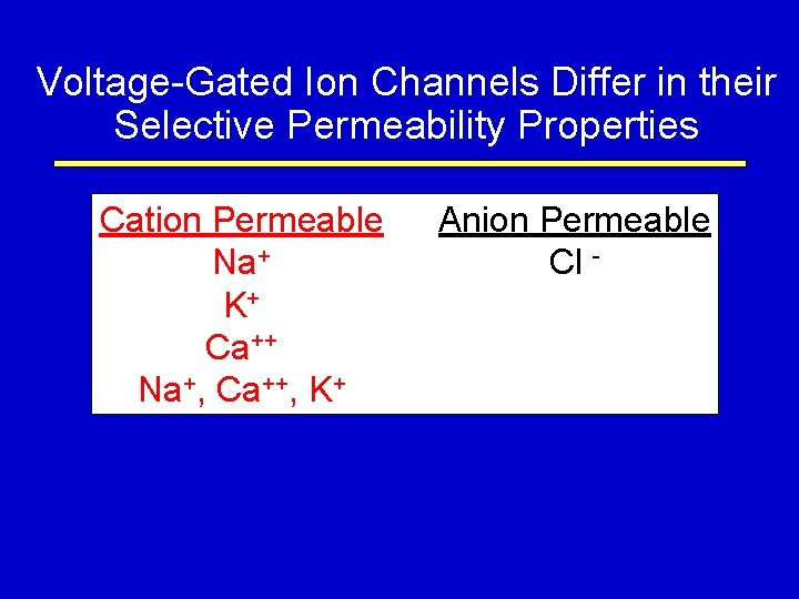 Voltage-Gated Ion Channels Differ in their Selective Permeability Properties Cation Permeable Na+ K+ Ca++