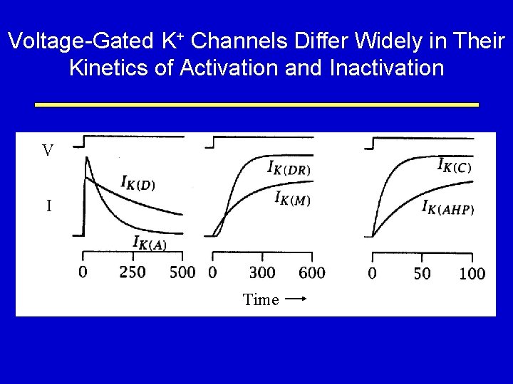 Voltage-Gated K+ Channels Differ Widely in Their Kinetics of Activation and Inactivation V I