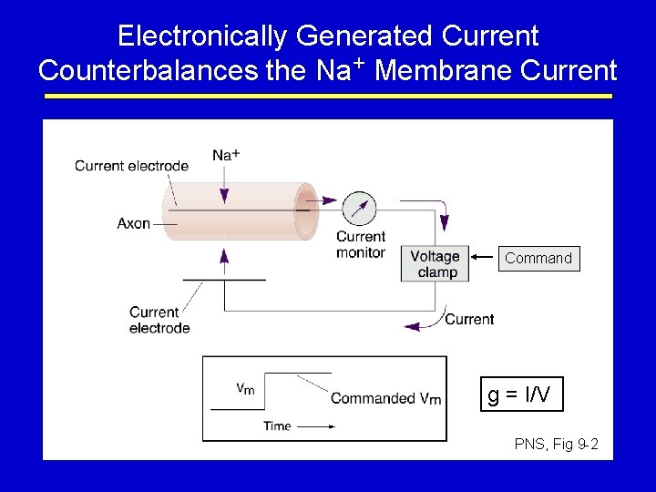 Electronically Generated Current Counterbalances the Na+ Membrane Current Command g = I/V PNS, Fig