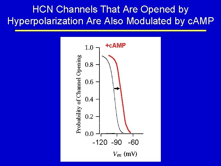 HCN Channels That Are Opened by Hyperpolarization Are Also Modulated by c. AMP Probability