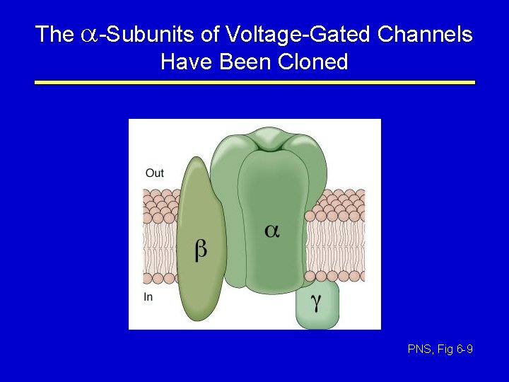 The a-Subunits of Voltage-Gated Channels Have Been Cloned PNS, Fig 6 -9 